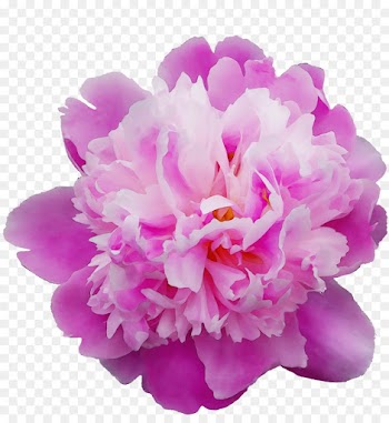 flowering plant pink petal flower violet