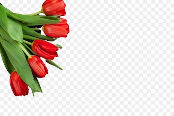 flowering plant plant flower red tabasco pepper