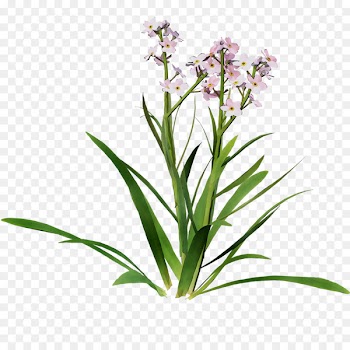 Flowering plant Plant stem Lavender Herbaceous plant -  