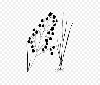 Flowering plant Plant stem Leaf Font -  