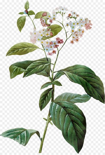 Flowering plant Plant stem Leaf Plants -  