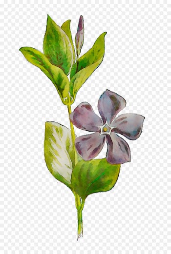 Flowering plant Plant stem Leaf Plants -  