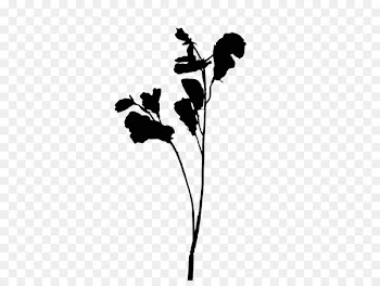 Flowering plant Plant stem Leaf Silhouette -  