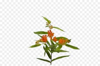 Flowering plant Plant stem Plants -  
