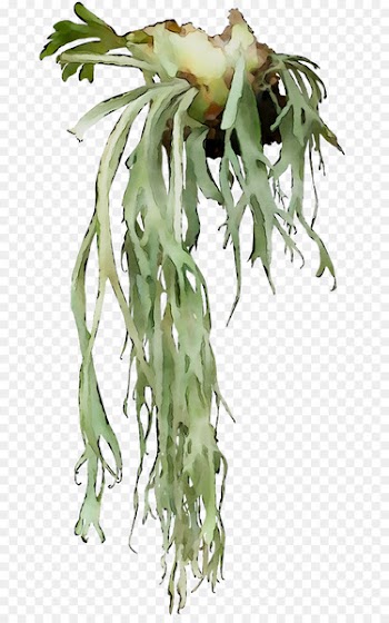 Flowering plant Plant stem Tree Plants -  
