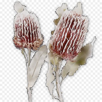 Flowering plant Plants -  
