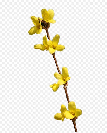 Flowering plant Swiss cheese plant Petal Plants Lily - clean 