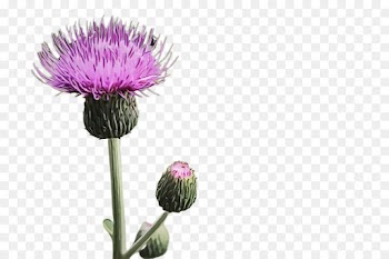 flowering plant thistle european marsh thistle flower plant