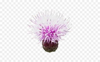 flowering plant thistle flower creeping thistle plant