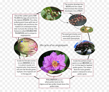 Flowering plant Water lily Lilium Rose - magnolia creative png ...