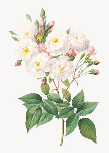 Flowering rosebush | Free stock vector - 574383