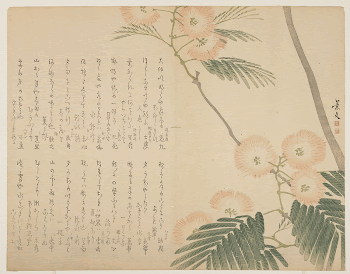 Flowering Silk TreeOriginal from the Minneapolis | Free Photo - rawpixel