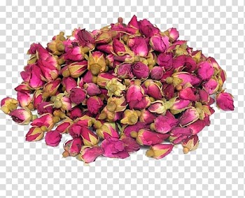 Flowering tea Beach rose Drying, rose Tea transparent background PNG clipart