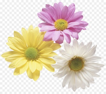 Flowering tea Chrysanthemum tea Floristry Clip art - pastel flowers 