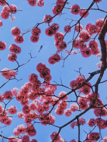 Flowering Tree