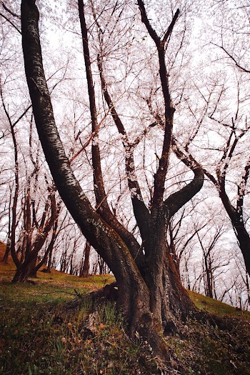 Flowering Tree