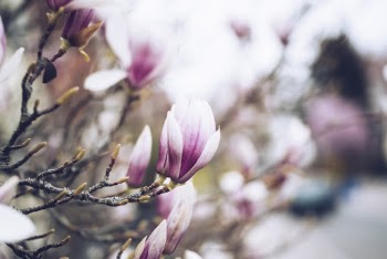 Flowering Tree in Bloom