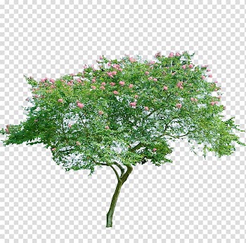 Flowering trees transparent background PNG clipart
