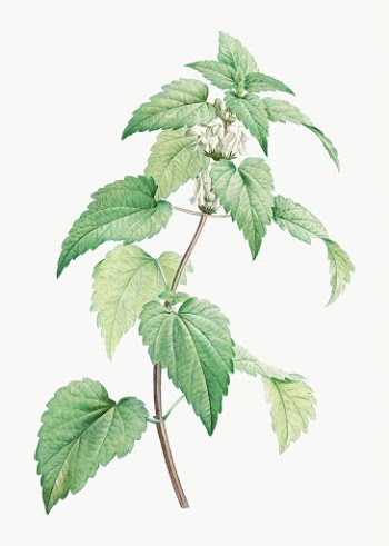 Flowering white dead-nettle plant | Free stock vector - 574027