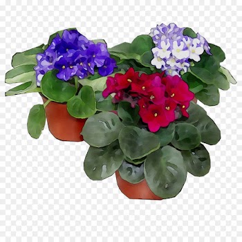 Flowerpot Annual plant Herbaceous plant Houseplant Cut flowers -  