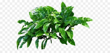 Flowerpot Basil Baggin's Reusable shopping bag Plastic - Plants Png Picture 