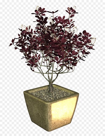Flowerpot Bonsai Portable Network Graphics Clip art Plants - bonsai bubble 