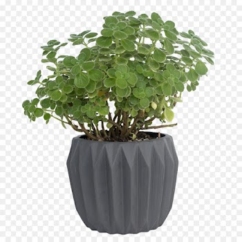 Flowerpot, Cactus, Ceramic Orchid Pot, Plant PNG