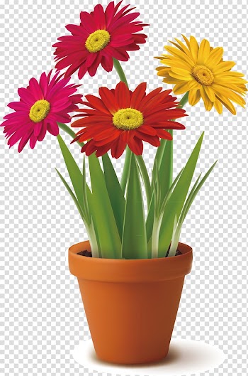 Flowerpot , Chrysanthemum color transparent background PNG clipart