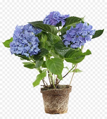 Flowerpot Flower box Hydrangea Bonsai - Potted purple flowers 