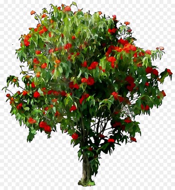 Flowerpot Fruit Flowering plant Houseplant -  