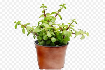 Flowerpot Herb Houseplant -  