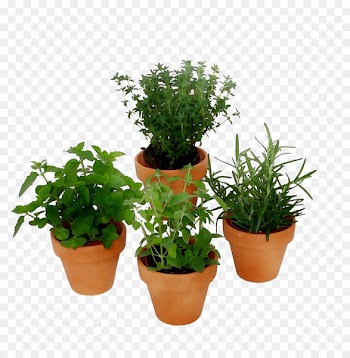 Flowerpot Herb Houseplant Shrub -  