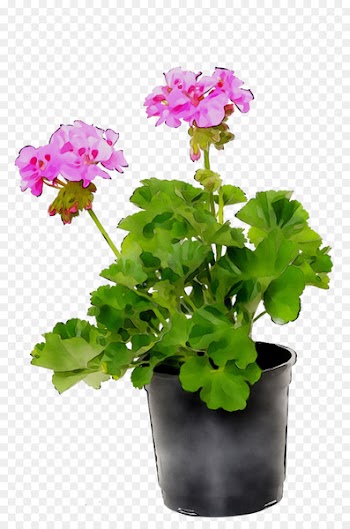 Flowerpot Houseplant Annual plant Geraniums Primrose -  