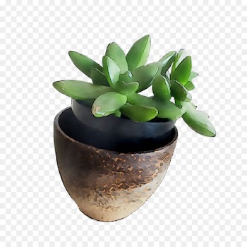 Flowerpot Houseplant Ceramic -  