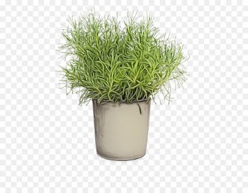Flowerpot, Houseplant, Embryophyte, Plant PNG