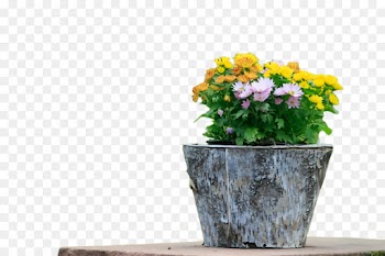flowerpot houseplant flower plant yellow