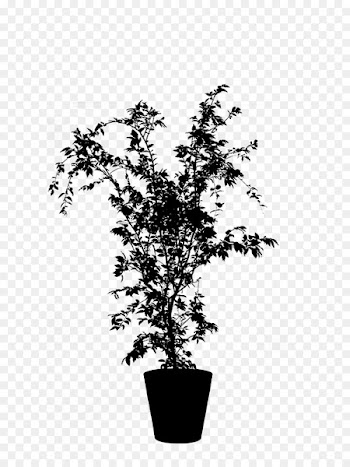 Flowerpot Houseplant Flowering plant Plants -  