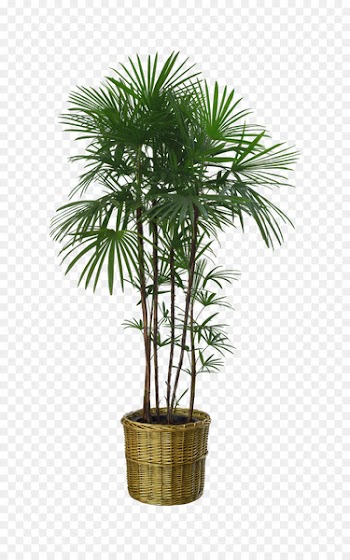 Flowerpot Houseplant Garden - Potted palm trees 