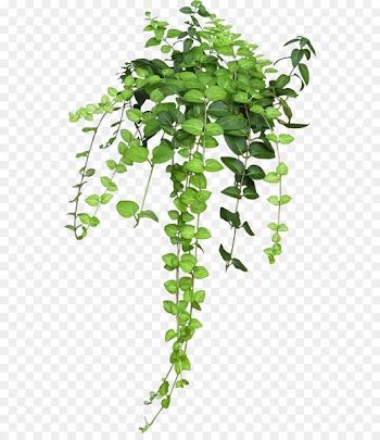 Flowerpot Houseplant Hanging basket Vine - plant 