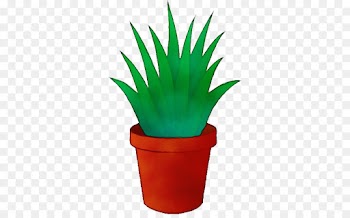 flowerpot houseplant plant agave flower