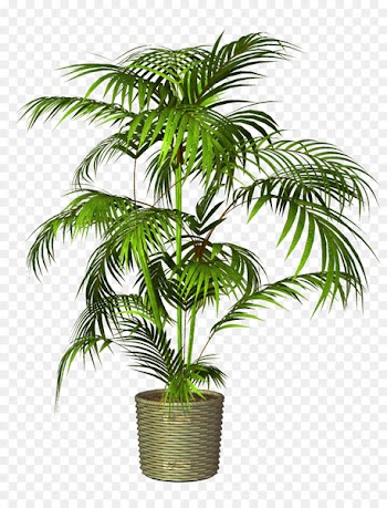 Flowerpot Houseplant - Potted 