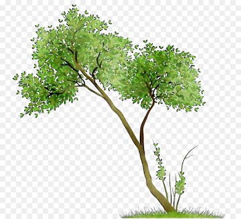 Flowerpot Houseplant Shrub Leaf -  