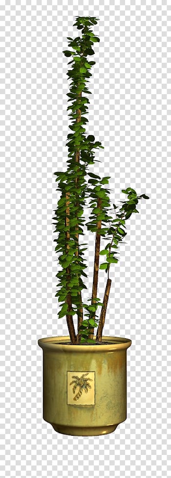 Flowerpot Houseplant, tree transparent background PNG clipart