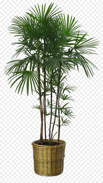 Flowerpot Howea forsteriana Houseplant Garden - Bamboo leaves lush 