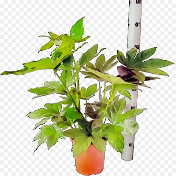 Flowerpot Leaf Houseplant Plant stem Plants -  