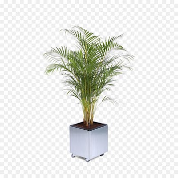 Flowerpot, Palm Trees, Chamaedorea Elegans, Tree PNG