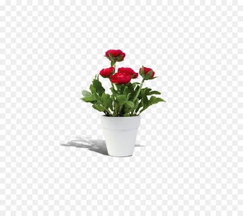 Flowerpot Rosa chinensis - flower pot 