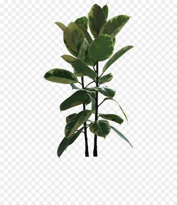 Flowerpot Rubber fig Houseplant Bonsai Garden - ornamental shrub 