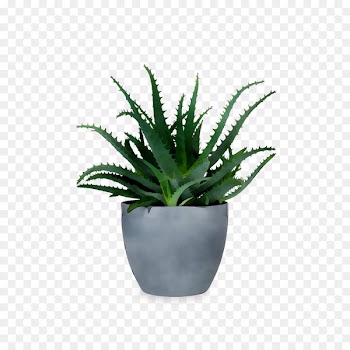 Flowerpot Vase Cachepot Succulent plant Desk -  