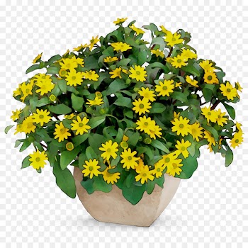 Flowerpot Yellow Houseplant Annual plant -  